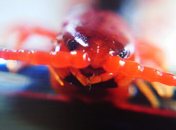 真っ赤な体を持つトビズムカデを正面からマクロレンズで撮影した写真。鋭い大顎とつややかな頭部が迫力を放っている。
