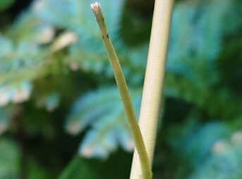 "棒立ちして枝に擬態するナナフシモドキの幼体 | Young Phasmid (Micadina phluctainoides) mimicking a twig in perfect camouflage posture"
