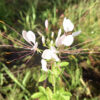 "庭に咲くセイヨウフウチョウソウ（クレオメ）の全体像 | Full view of Cleome hassleriana (spider flower) growing naturally in a Japanese garden"