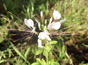 "庭に咲くセイヨウフウチョウソウ（クレオメ）の全体像 | Full view of Cleome hassleriana (spider flower) growing naturally in a Japanese garden"