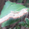 "ツバキの葉にびっしりと群がるチャドクガの幼虫 | Numerous Euproctis pseudoconspersa caterpillars densely covering camellia leaves"