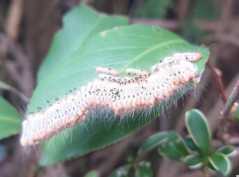 "ツバキの葉にびっしりと群がるチャドクガの幼虫 | Numerous Euproctis pseudoconspersa caterpillars densely covering camellia leaves"