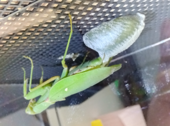 "完成したハラビロカマキリの卵鞘とその光沢 | Completed ootheca of Harabiro mantis with platinum-like sheen"