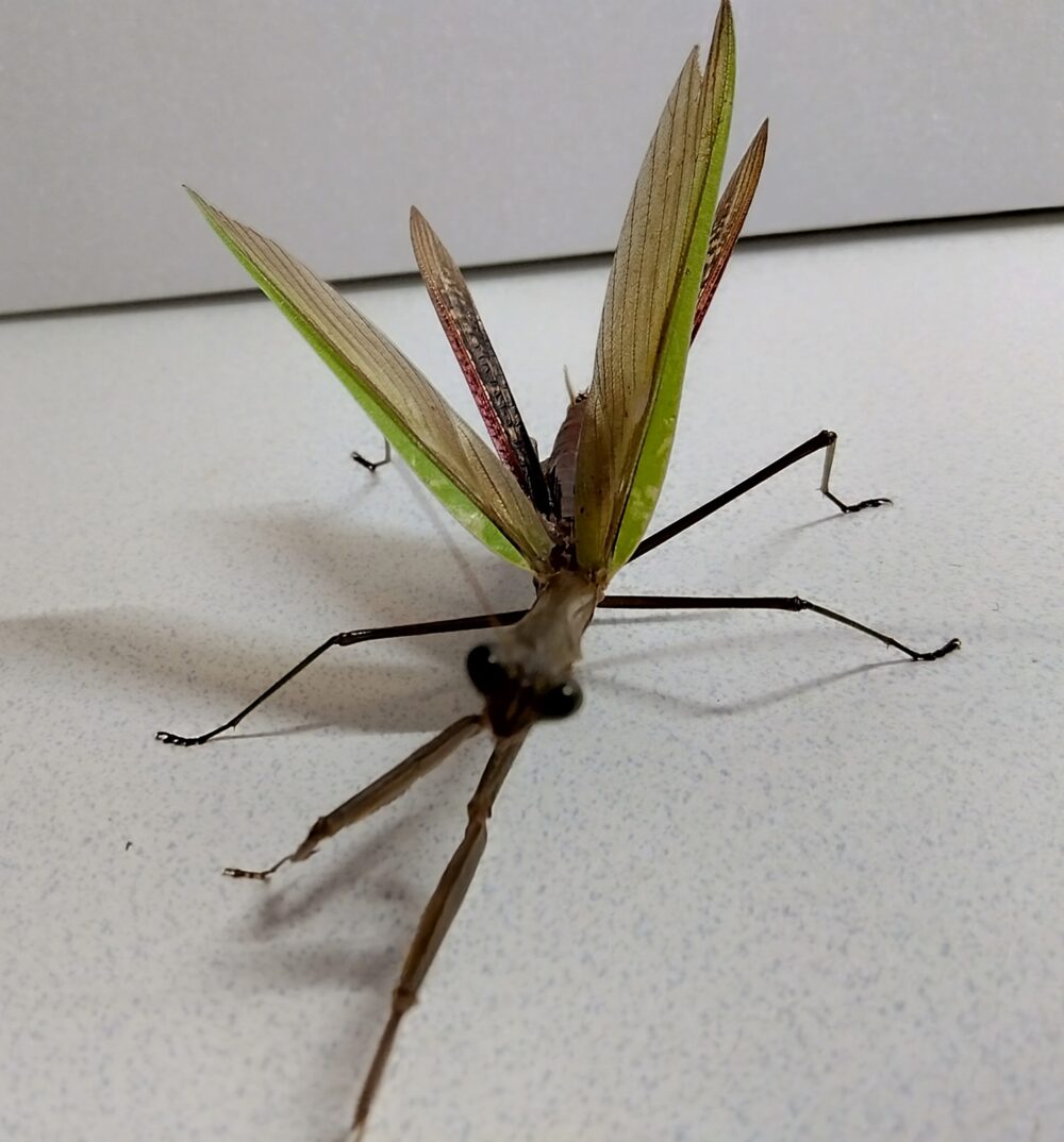 "オオカマキリのオスの威嚇姿勢 | Male Tenodera aridifolia in defensive pose during observation"