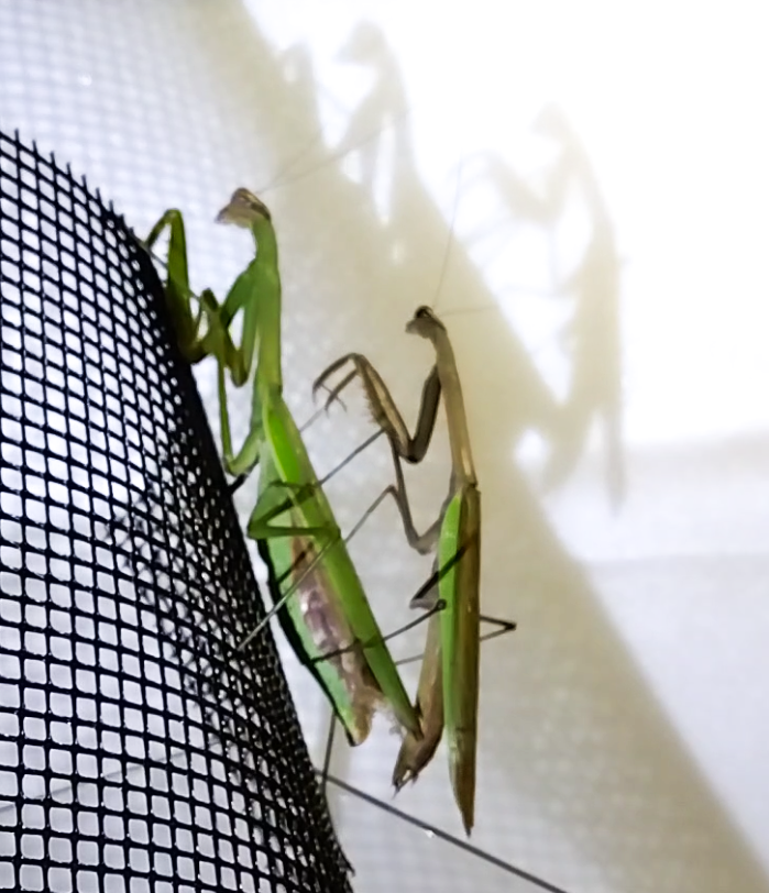 "交尾を終えてジャンプの体勢に入るオオカマキリのオス | Male mantis preparing to jump away after mating"