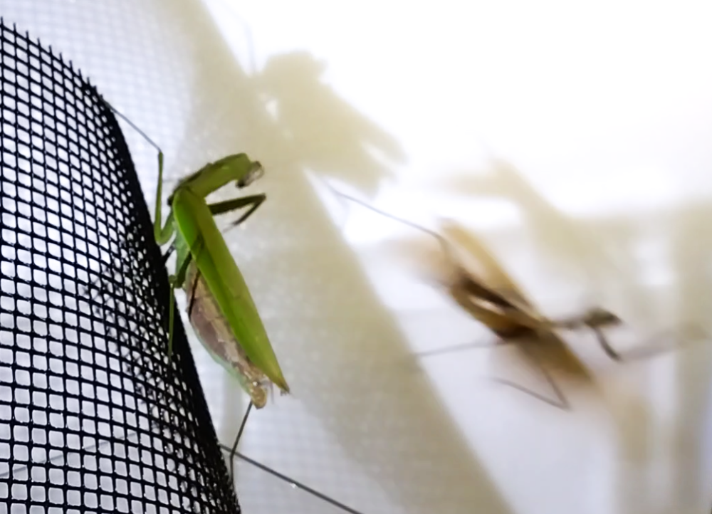 "メスのカマがわずかに開き、逃げたオスを見送る瞬間 | Female mantis slightly opening forelegs as the male escapes after mating"