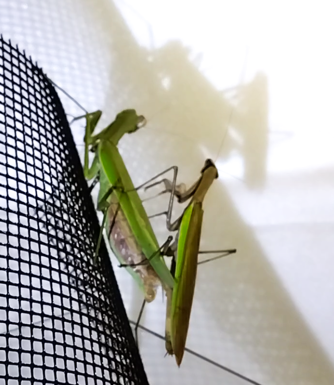 "飛び立つ前に周囲を確認するオオカマキリのオス | Male mantis checking surroundings before flight after mating"