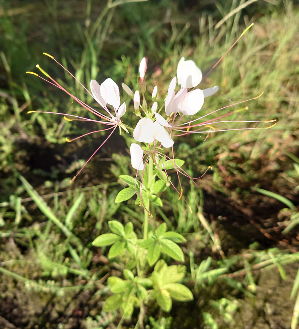 セイヨウフウチョウソウ(クレオメ)の花と葉が咲く秋の庭の様子|Blooming Cleome (spider flower) with green leaves in an autumn garden