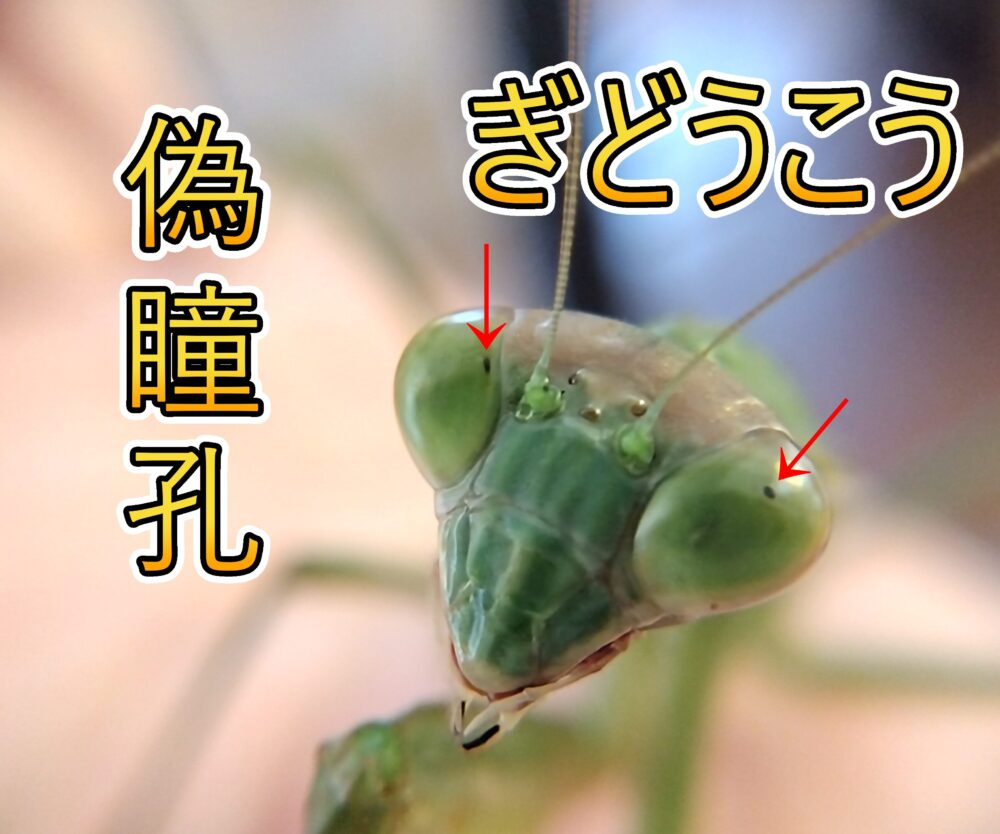 カマキリの顔を正面から撮影した拡大写真。左右の複眼に見える黒い点（偽瞳孔）を赤い矢印で示している。
