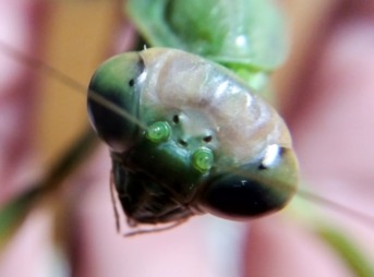"オオカマキリのメスの頭部中央に見える3つの単眼（ocelli）のマクロ写真 | Macro photo showing three ocelli on the head of a female Tenodera aridifolia mantis"