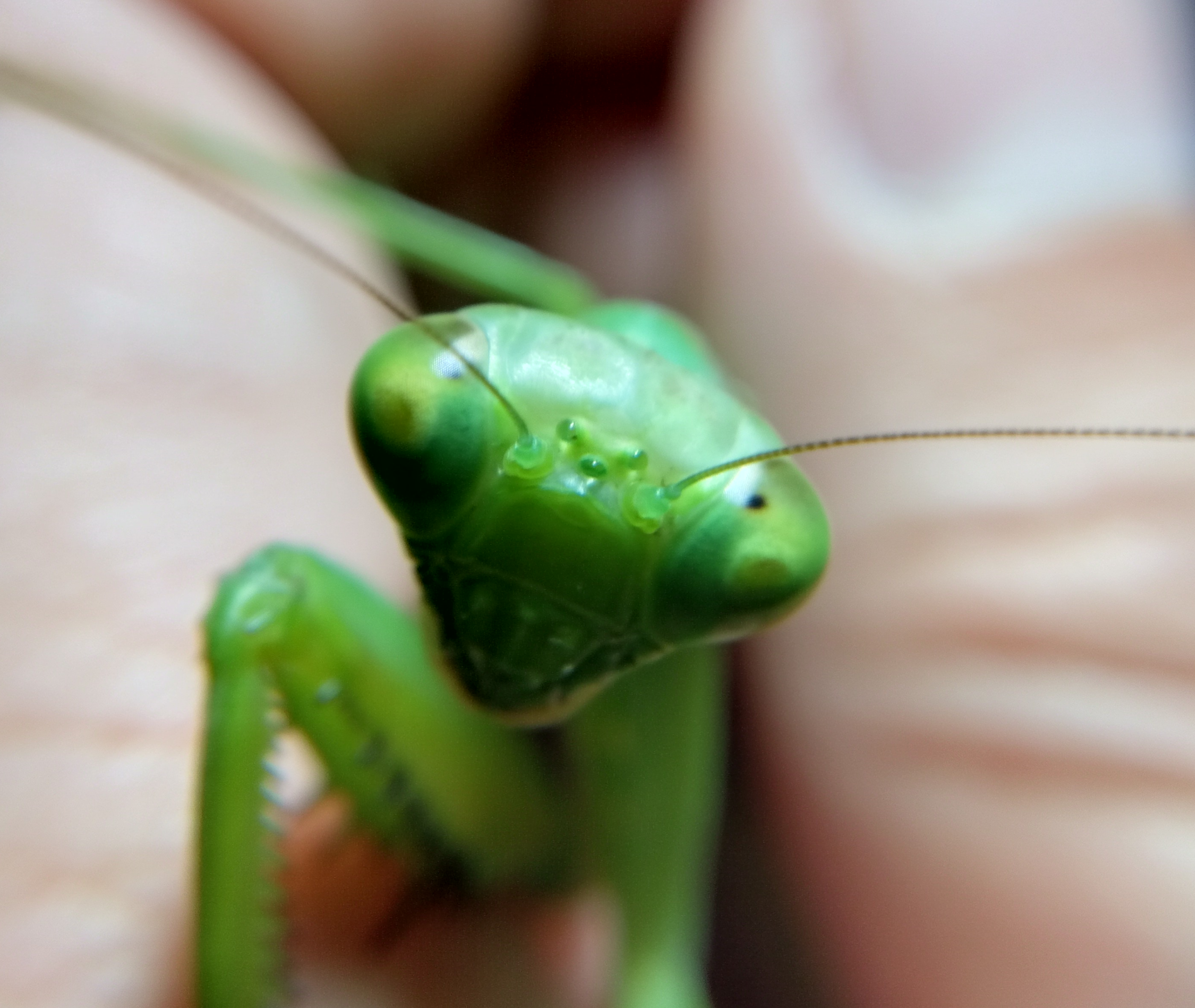 ハラビロカマキリのメスの頭部にある単眼の拡大写真