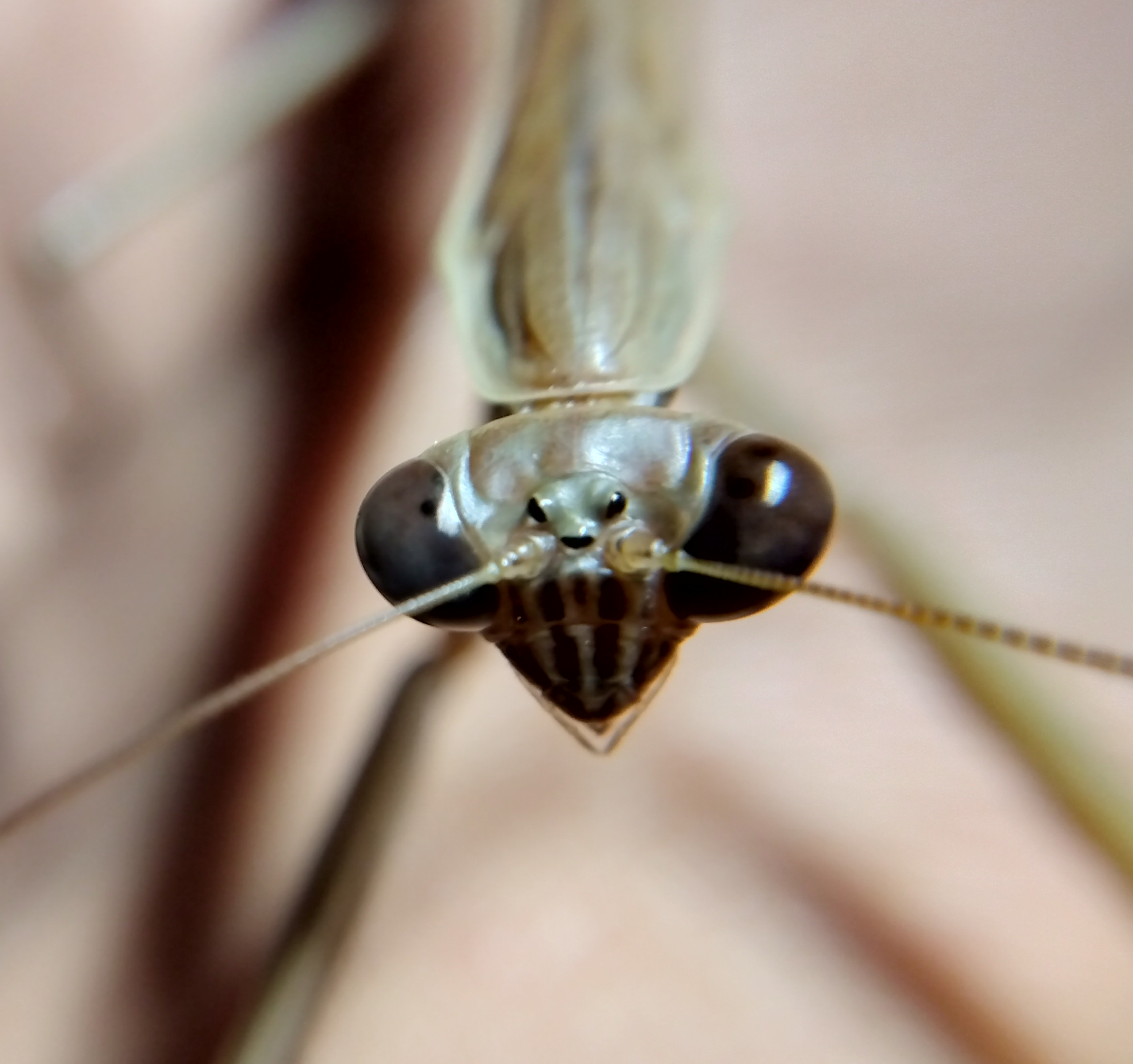 チョウセンカマキリののオスの頭部にある単眼の拡大写真