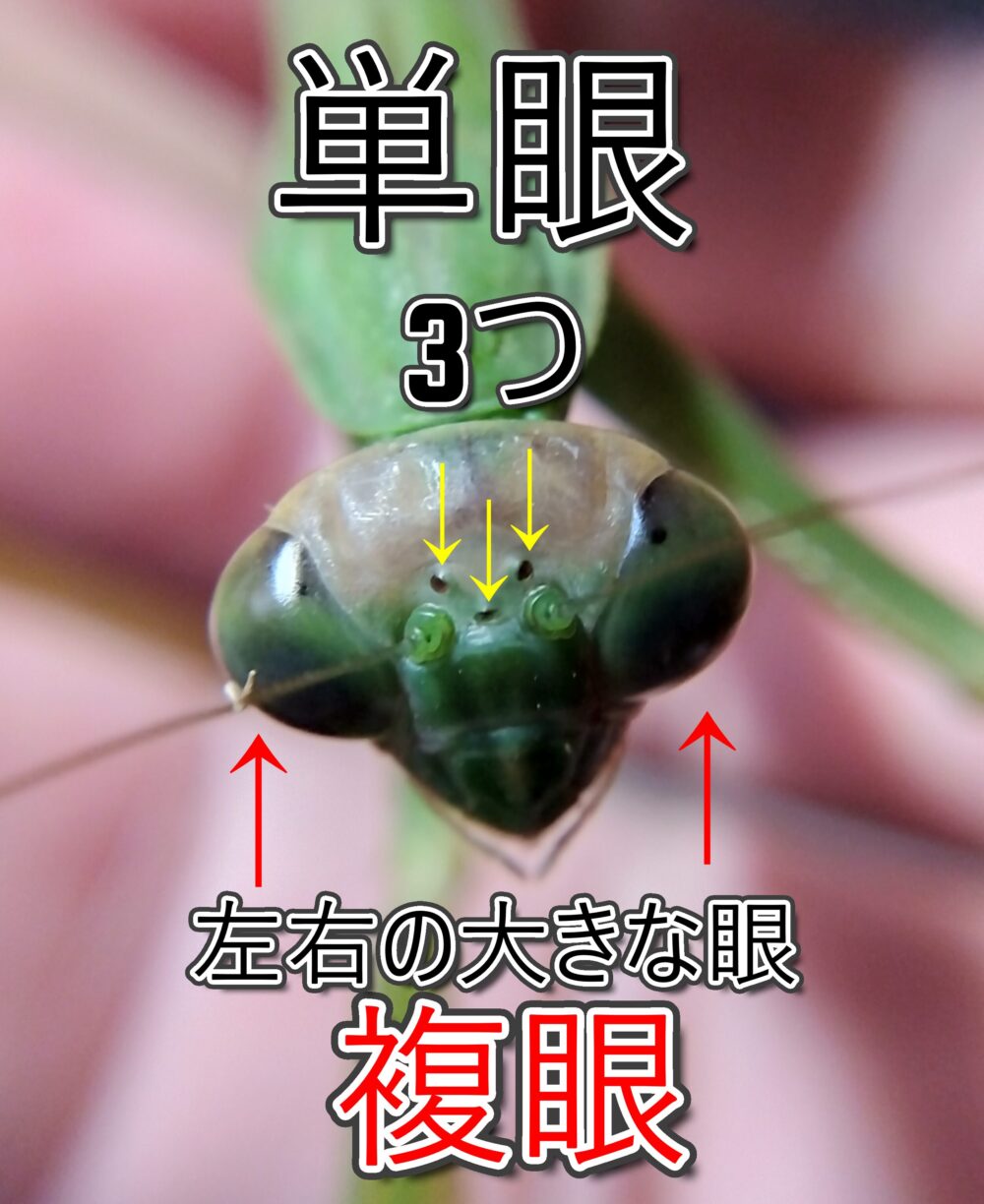 カマキリの頭部を正面から撮影したマクロ写真。額にある3つの小さな点が単眼（黄色の矢印）、左右に張り出した大きな目が複眼（赤い矢印）として示されている