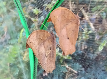 コノハチョウのペアがゲージ内で寄り添うように並ぶ様子。翅を閉じると完全に枯葉のように見える。宮崎県小林市での観察記録。