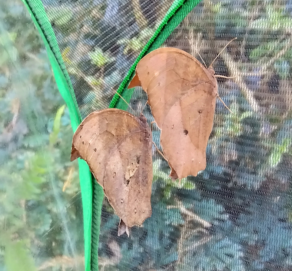 コノハチョウのペアがゲージ内で寄り添うように並ぶ様子。翅を閉じると完全に枯葉のように見える。宮崎県小林市での観察記録。