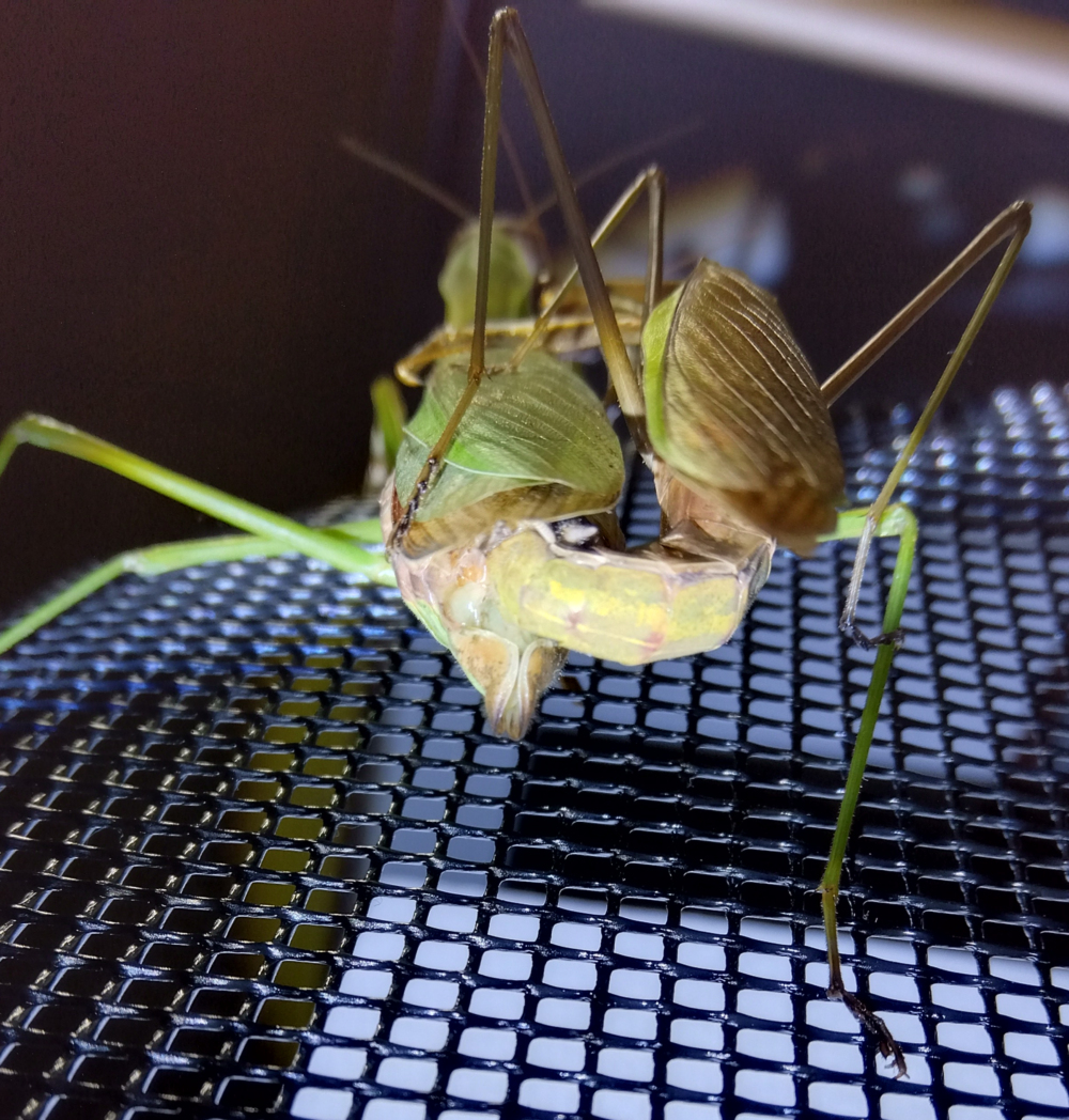 "オオカマキリの生殖器が接続された交尾シーンのマクロ写真 | Macro photo showing connected genitalia of mating mantises"