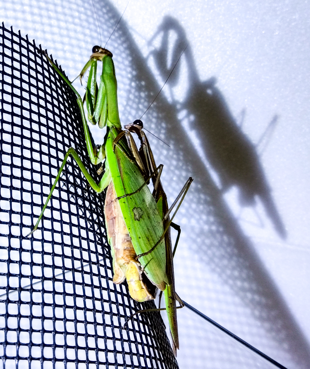 "交尾アタックに成功したオオカマキリのシルエット | Silhouette of successful mating between male and female Tenodera aridifolia"