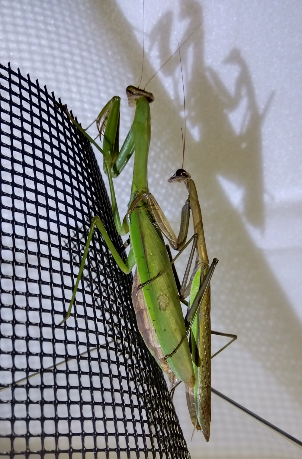 "交尾を終えた後もメスを離さないオオカマキリのオス | Male mantis holding the female after mating to prevent rivals"