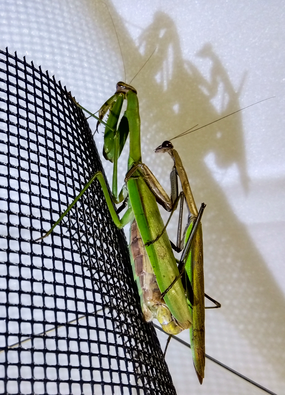"2度目の交尾アタックを行うオオカマキリのシルエット | Silhouette of mantises during second mating attempt in dim light"