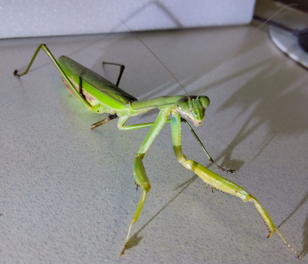 "交尾の相手となった左脚を失ったオオカマキリのメス | Female mantis with injured left leg, preparing for mating"