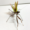 "ハリガネムシを排出した後も交尾に挑むオオカマキリのオス | Male Tenodera aridifolia mantis attempting to mate after expelling a horsehair worm parasite"