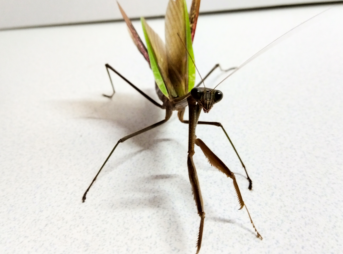 "ハリガネムシを排出した後も交尾に挑むオオカマキリのオス | Male Tenodera aridifolia mantis attempting to mate after expelling a horsehair worm parasite"