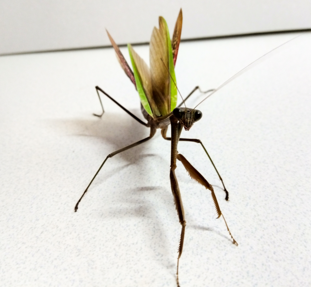 "ハリガネムシを排出した後も交尾に挑むオオカマキリのオス | Male Tenodera aridifolia mantis attempting to mate after expelling a horsehair worm parasite"