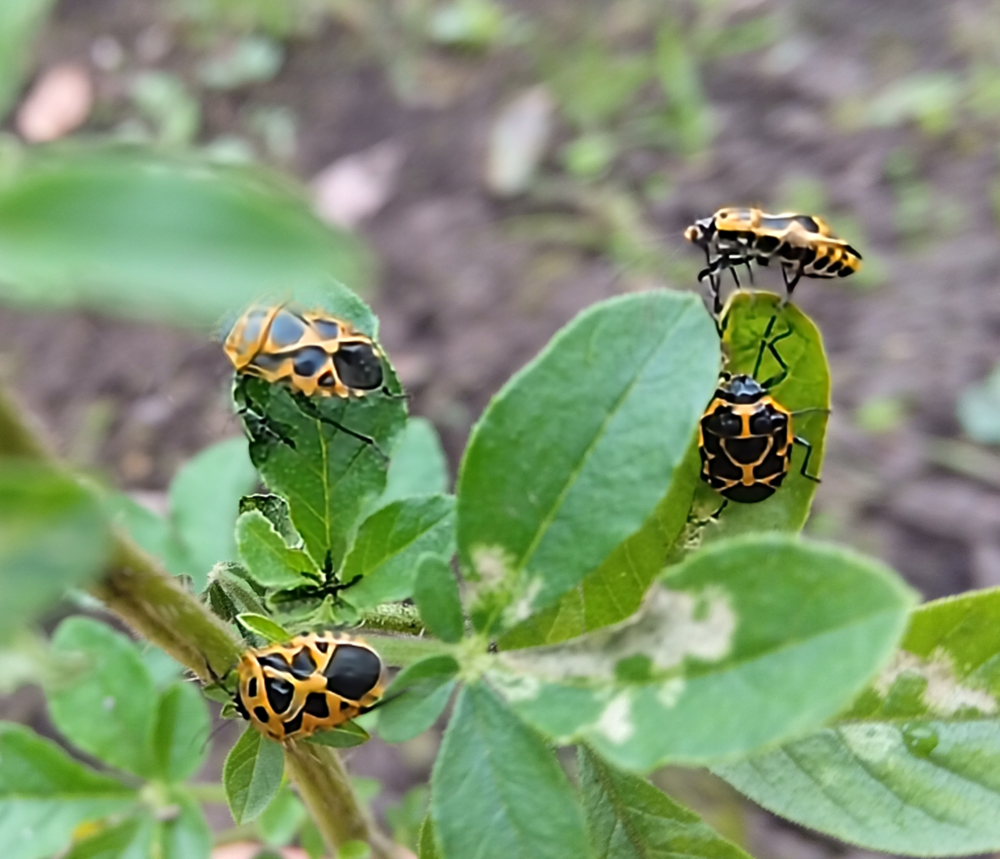 枯れかけたクレオメの茎に集まるヒメナガメの成虫たち|Adult Eurydema rugosa bugs gathering on withered Cleome stems