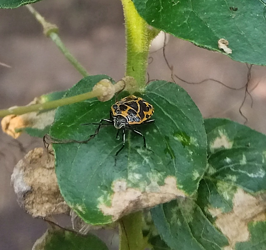 クレオメの葉に口吻を突き刺して吸汁するヒメナガメの成虫|Adult Eurydema rugosa piercing Cleome leaf with its proboscis to suck sap