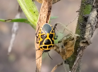 クレオメの種、さやの部分の栄養を吸うヒメナガメの写真