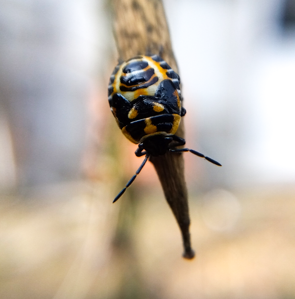 クレオメの種さやで汁を吸うヒメナガメの幼虫|Eurydema rugosa nymph feeding on Cleome seed pod