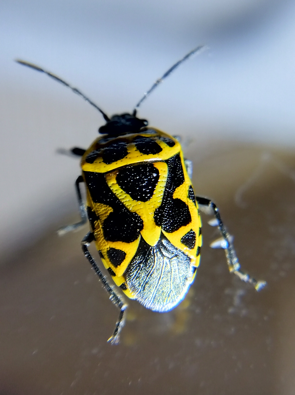 黒地に黄色模様をもつヒメナガメの成虫(背面)|Adult Eurydema rugosa showing black body with yellow patterns