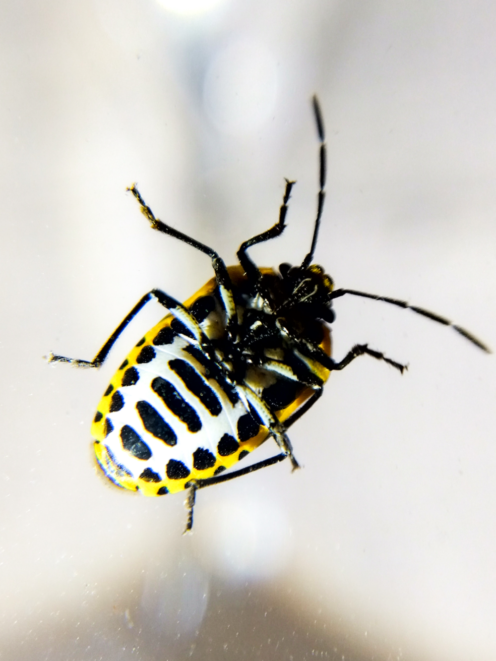 ヒメナガメの腹部模様(お腹側)をマクロ撮影した写真|Macro photo showing the underside pattern of Eurydema rugosa