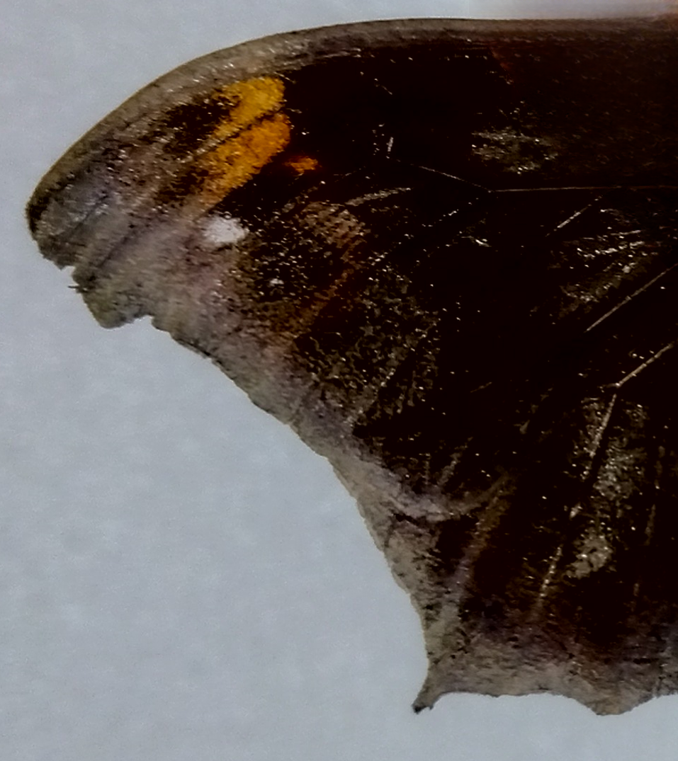 コノハチョウのオスの翅の表。黒地に細く鮮やかなオレンジの帯が入り、光の角度で青みを帯びて輝く。