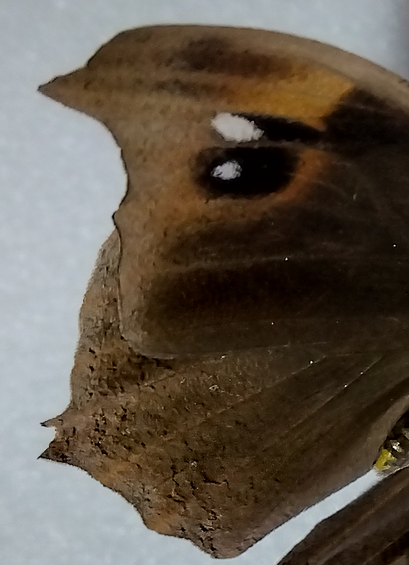 コノハチョウのメスの翅の表面。オレンジ帯が太く、柔らかくぼんやりと広がる模様が特徴。