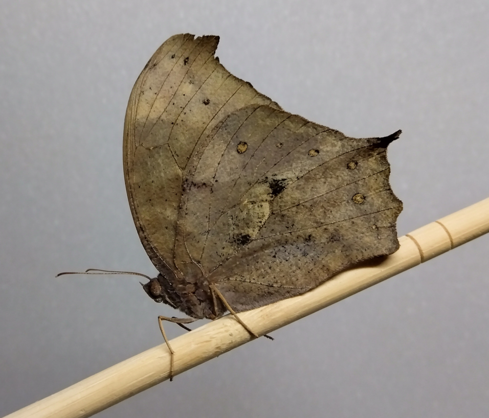 コノハチョウのオスの側面から見た姿。翅を閉じると葉脈模様が浮かび上がり、枯葉そっくりに見える。