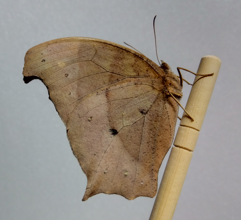 コノハチョウのメスの側面。やや赤みを帯びた褐色の翅を閉じて休む姿。柔らかい色合いが特徴。