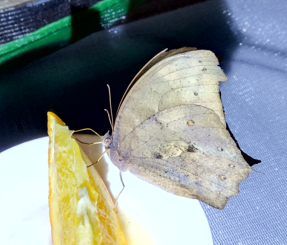 コノハチョウがつぶしたオレンジに口吻を伸ばし、果汁を吸っている様子。飼育下では貴重な吸汁シーン。