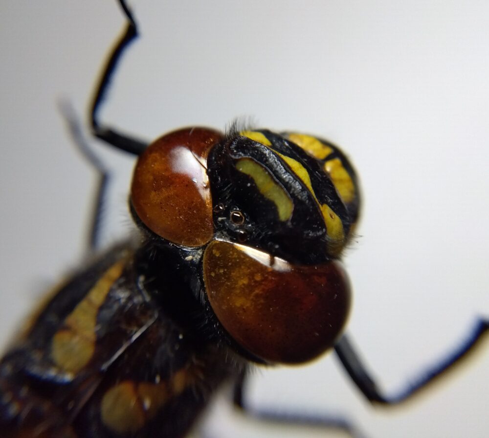 オニヤンマの頭部拡大。左右の巨大な複眼の間に3つの単眼が見える