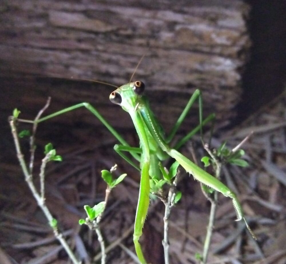夜間に撮影された、目が真っ黒に変化したオオカマキリ。カメラ目線で、緑色の体が背景の闇に映えている。