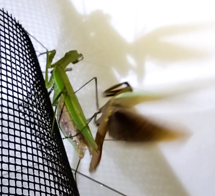 "翅を羽ばたかせてメスから離れるオオカマキリのオス | Male mantis flapping wings to escape from female after mating"