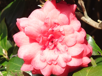 冬の木陰に咲く八重咲きのツバキ。赤い花びらが幾重にも重なり、冷たい空気の中で静かに輝いている。