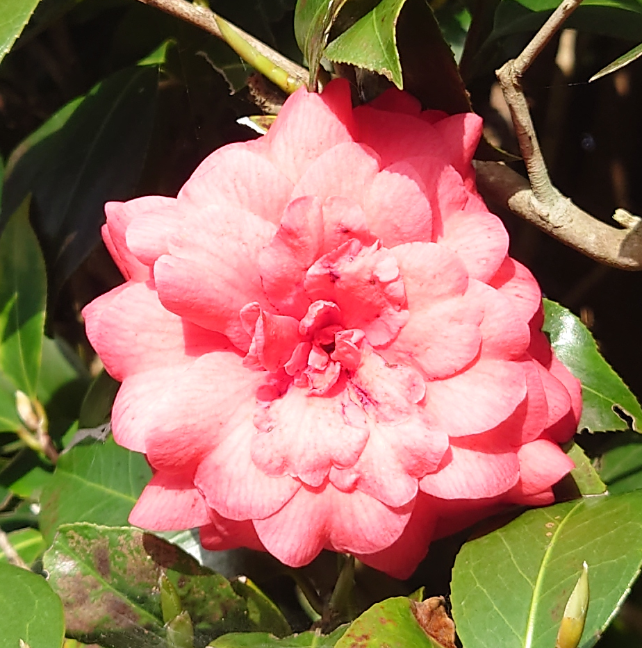 冬の木陰に咲く八重咲きのツバキ。赤い花びらが幾重にも重なり、冷たい空気の中で静かに輝いている。