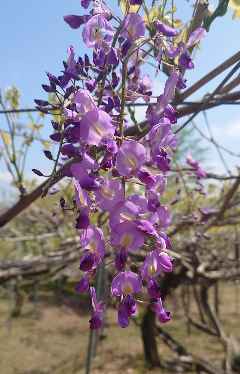 近距離で撮影したノダフジの花房。淡紫色の花が密に並び、柔らかな春光を受けて輝いている。