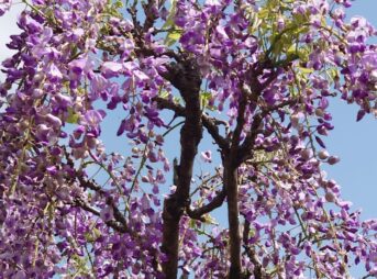 青空の下で長く垂れ下がるノダフジの花房。淡い紫色の花が春風に揺れている。