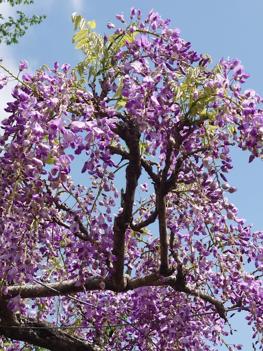 青空の下で長く垂れ下がるノダフジの花房。淡い紫色の花が春風に揺れている。