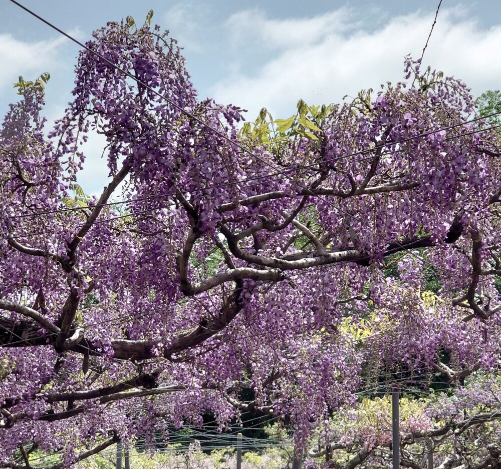 藤棚から無数に垂れ下がるノダフジの花。紫の房が重なり合い、甘い香りが広がる様子。