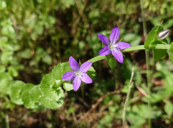 初夏の風にそよぐ野のキキョウ。紫の花びらが陽の光を受けて透けるように輝き、草の間で静かに揺れている。