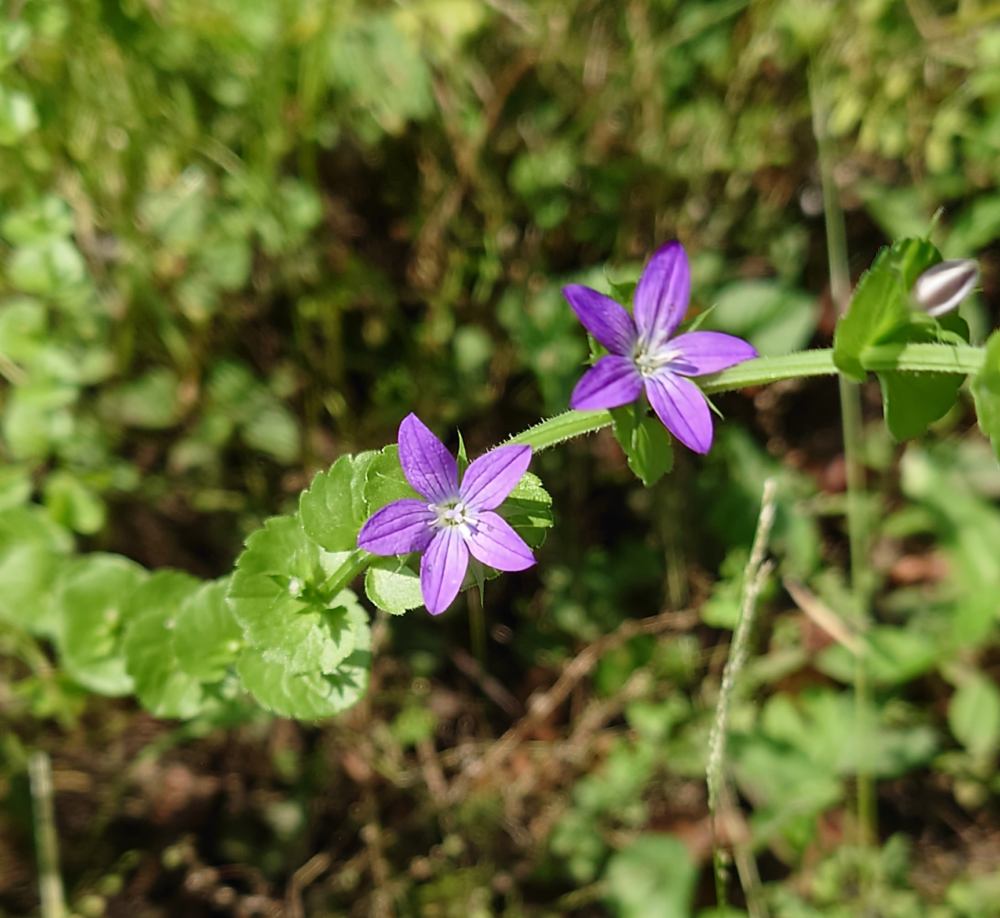 初夏の風にそよぐ野のキキョウ。紫の花びらが陽の光を受けて透けるように輝き、草の間で静かに揺れている。