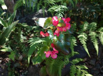 シダの葉の影の中で、柔らかな光を受けて咲くベゴニアの花とつややかな葉の質感